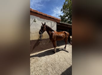 Belgian Warmblood, Gelding, 5 years, 16,2 hh, Bay-Dark