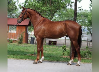 Belgian Warmblood, Gelding, 5 years, 16,3 hh, Chestnut-Red