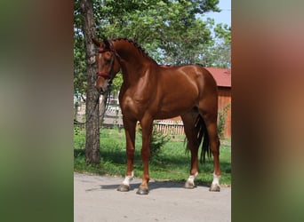 Belgian Warmblood, Gelding, 5 years, 16,3 hh, Chestnut-Red