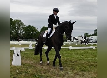 Belgian Warmblood, Gelding, 5 years, 17 hh, Black