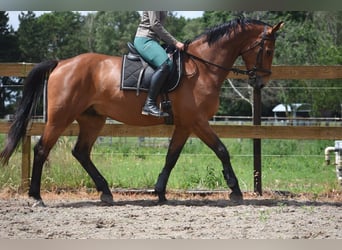 Belgian Warmblood, Gelding, 5 years, 17 hh, Brown