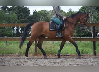 Belgian Warmblood, Gelding, 5 years, 17 hh, Brown