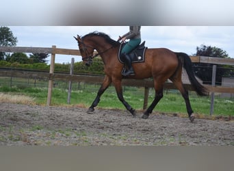 Belgian Warmblood, Gelding, 5 years, 17 hh, Brown