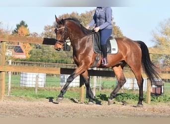 Belgian Warmblood, Gelding, 5 years, 17 hh, Brown