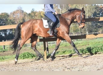 Belgian Warmblood, Gelding, 5 years, 17 hh, Brown