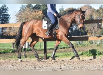 Belgian Warmblood, Gelding, 5 years, 17 hh, Brown