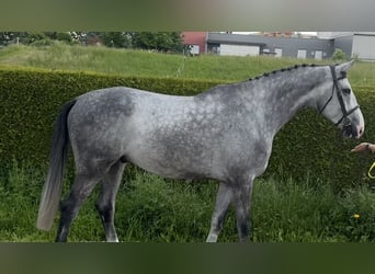 Belgian Warmblood, Gelding, 5 years, 17 hh, Gray