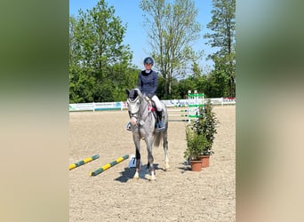 Belgian Warmblood, Gelding, 5 years, 17 hh, Gray