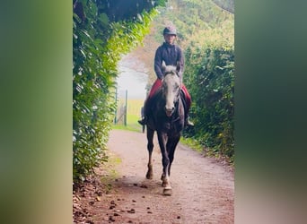 Belgian Warmblood, Gelding, 5 years, 17 hh, Grey