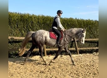 Belgian Warmblood, Gelding, 5 years, 17 hh, Grey