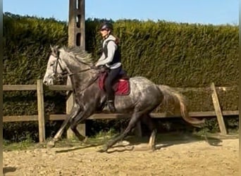 Belgian Warmblood, Gelding, 5 years, 17 hh, Grey