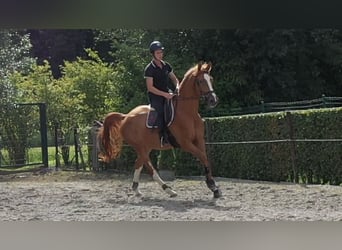 Belgian Warmblood, Gelding, 5 years, 17,1 hh, Chestnut-Red