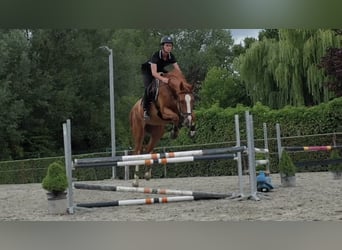 Belgian Warmblood, Gelding, 5 years, 17,1 hh, Chestnut-Red