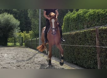 Belgian Warmblood, Gelding, 5 years, 17,1 hh, Chestnut-Red