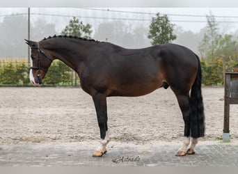 Belgisches Warmblut, Wallach, 5 Jahre, Dunkelbrauner