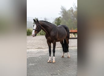 Belgisches Warmblut, Wallach, 5 Jahre, Dunkelbrauner