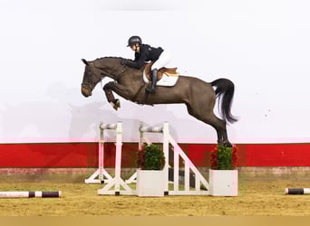 Belgian Warmblood, Gelding, 5 years, Bay-Dark