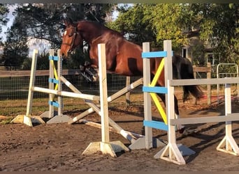Belgian Warmblood, Gelding, 5 years, Bay
