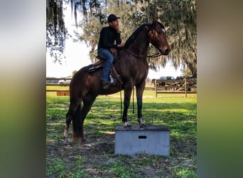 Belgian Warmblood, Gelding, 5 years, Bay