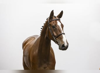 Belgian Warmblood, Gelding, 5 years, Brown