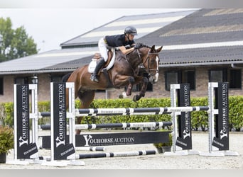 Belgian Warmblood, Gelding, 5 years, Brown