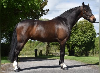 Belgian Warmblood, Gelding, 6 years, 13.2 hh, Bay