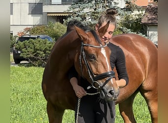 Belgian Warmblood, Gelding, 6 years, 16.1 hh, Brown