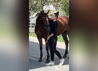Belgian Warmblood, Gelding, 6 years, 16.1 hh, Brown