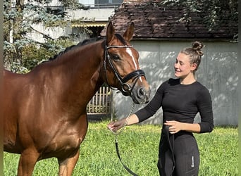 Belgian Warmblood, Gelding, 6 years, 16.1 hh, Brown