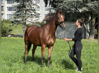 Belgian Warmblood, Gelding, 6 years, 16.1 hh, Brown