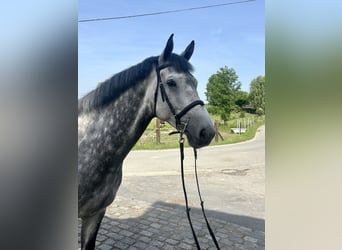 Belgian Warmblood, Gelding, 6 years, 16.3 hh, Grey