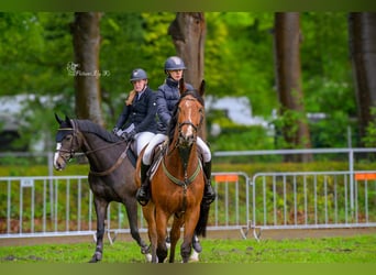 Belgian Warmblood, Gelding, 6 years, 16 hh, Brown