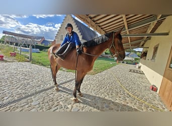 Belgian Warmblood, Gelding, 6 years, 16 hh, Brown