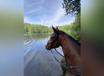 Belgian Warmblood, Gelding, 6 years, 16 hh, Brown