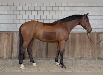 Belgian Warmblood, Gelding, 6 years, 16 hh, Brown