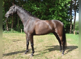 Belgian Warmblood, Gelding, 6 years, 16,1 hh, Black