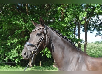 Belgian Warmblood, Gelding, 6 years, 16,1 hh, Black