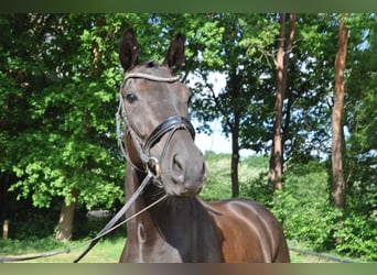 Belgian Warmblood, Gelding, 6 years, 16,1 hh, Black