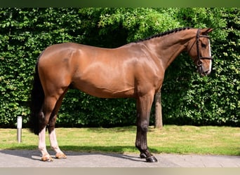 Belgian Warmblood, Gelding, 6 years, 16,1 hh, Brown