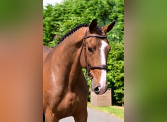 Belgian Warmblood, Gelding, 6 years, 16,1 hh, Brown