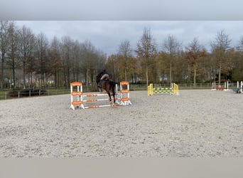 Belgian Warmblood, Gelding, 6 years, 16,1 hh, Brown