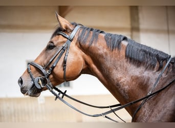 Belgian Warmblood, Gelding, 6 years, 16,2 hh, Brown