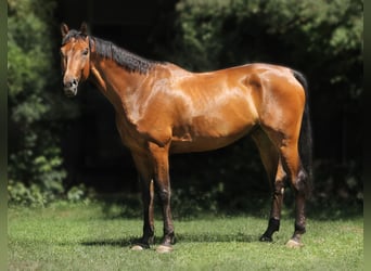 Belgian Warmblood, Gelding, 6 years, 16,2 hh, Brown
