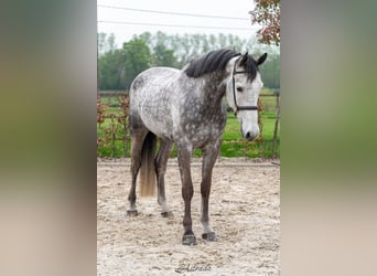 Belgian Warmblood, Gelding, 6 years, 16,2 hh, Gray