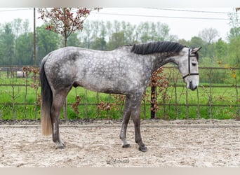 Belgian Warmblood, Gelding, 6 years, 16,2 hh, Gray