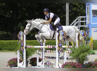 Belgian Warmblood, Gelding, 6 years, 17,1 hh, White