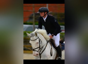 Belgian Warmblood, Gelding, 6 years, 17,1 hh, White