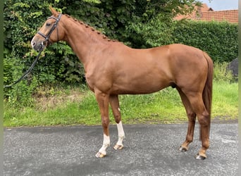 Belgian Warmblood, Gelding, 6 years, 17 hh, Chestnut-Red