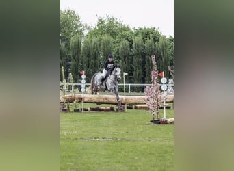 Belgian Warmblood, Gelding, 6 years, 17 hh, Gray