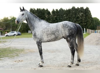 Belgian Warmblood, Gelding, 6 years, 17 hh, Gray